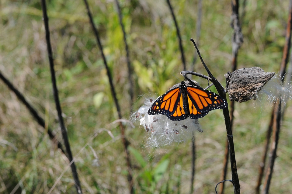 Monarch butterfly rests on milkweed pod-4