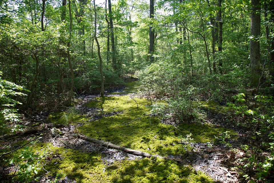 Blackwater National Wildlife Refuge mature forest