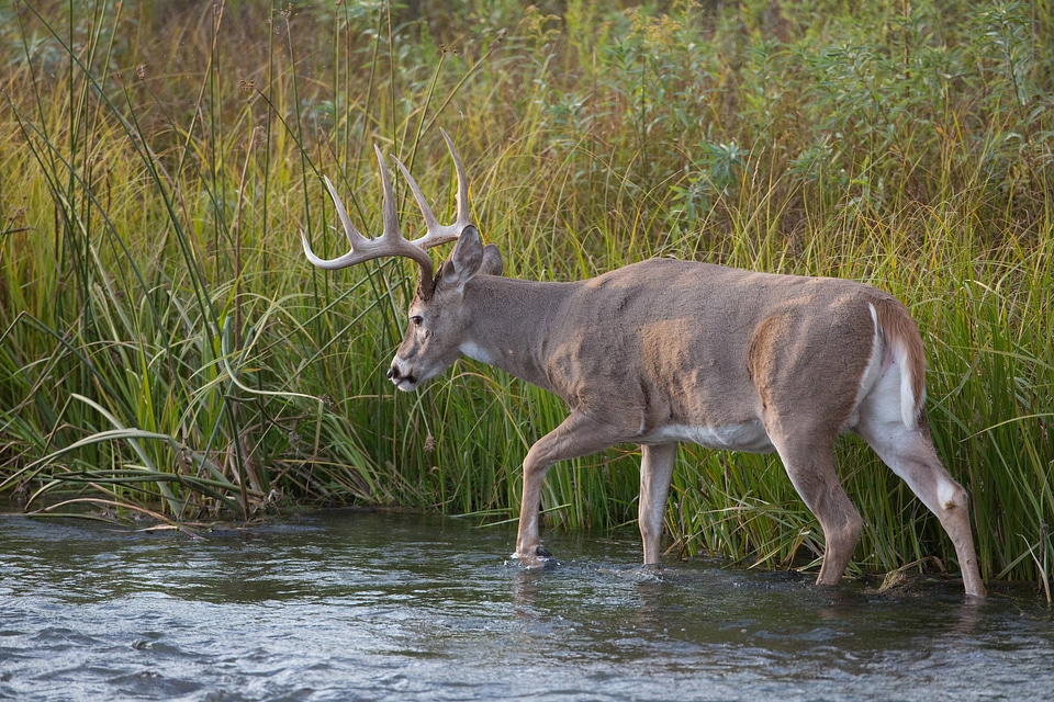 White-tailed buck in Mission Creek-1