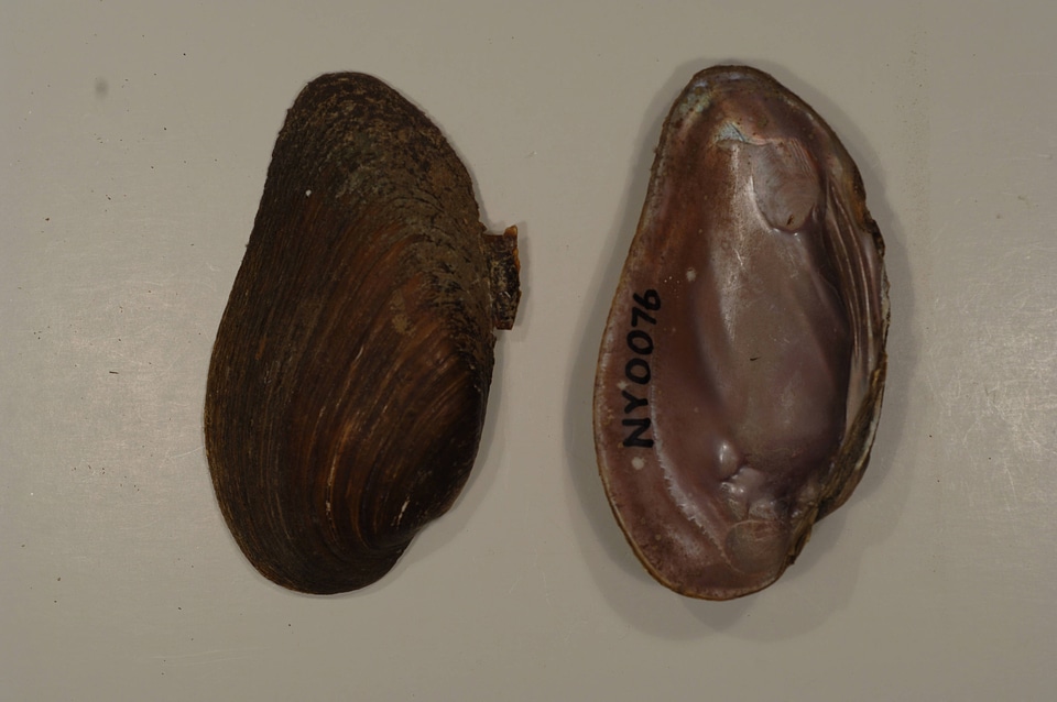 Elliptio dilatata-1