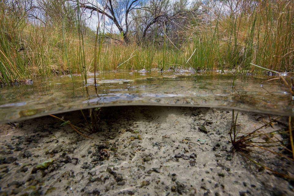 North Scruggs stream at Ash Meadows NWR