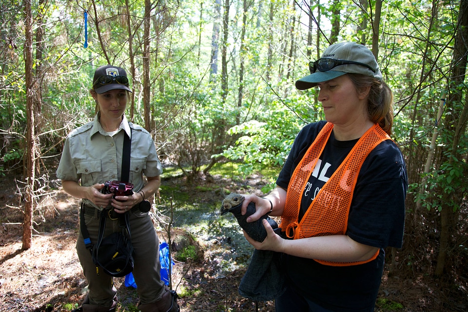 Delmarva Peninsula fox squirrel pit tagging