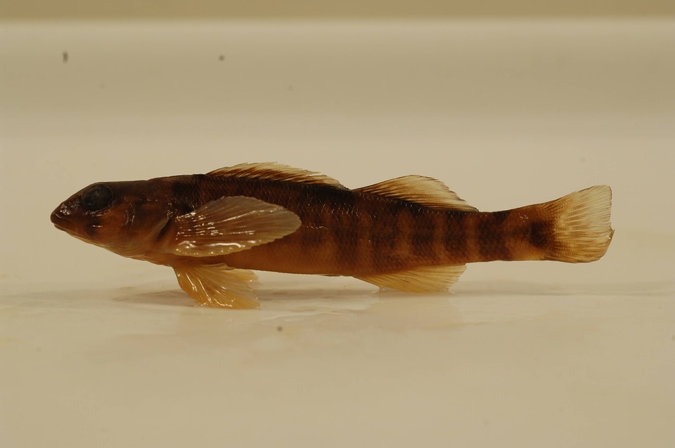Etheostoma osburni