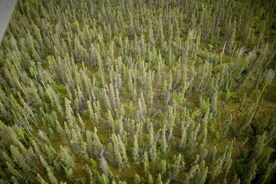 Aerial view of forest at Tetlin National Wildlife Refuge