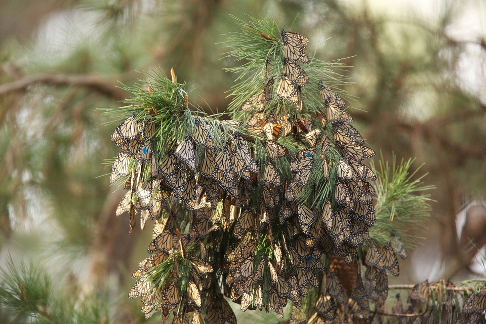 Monarch butterflies-1