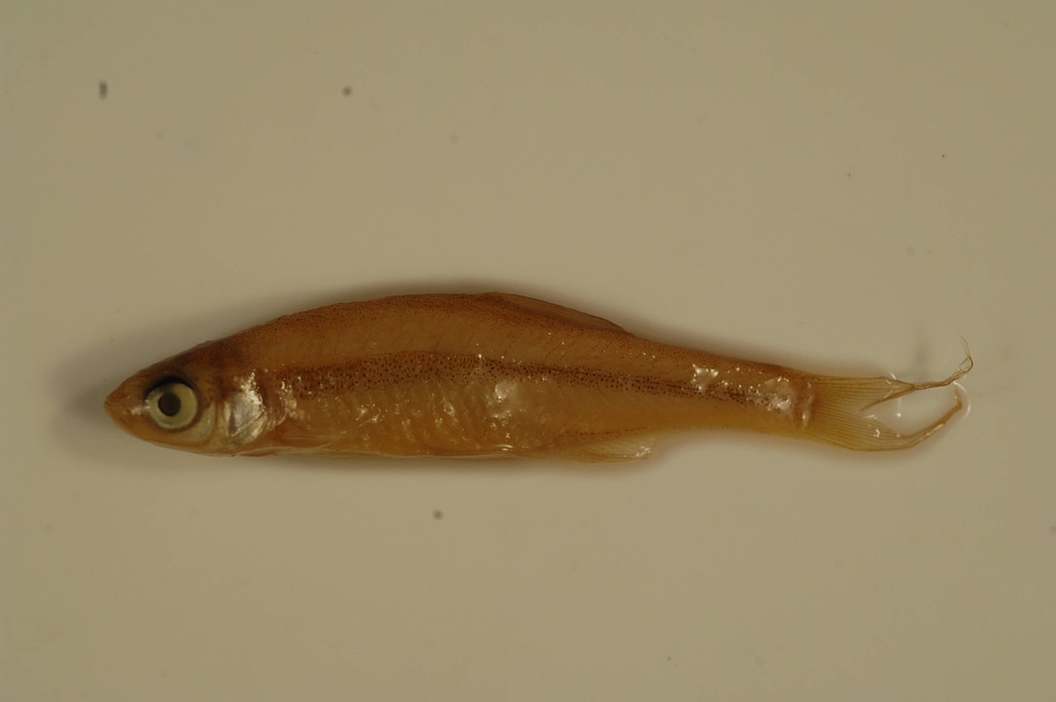 Notemigonus crysoleucas-2