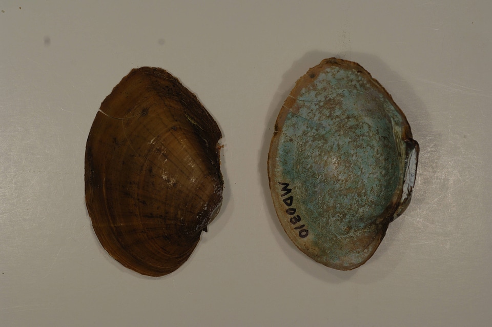 Lampsilis sp.-2