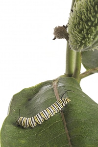 Monarch caterpillar-1