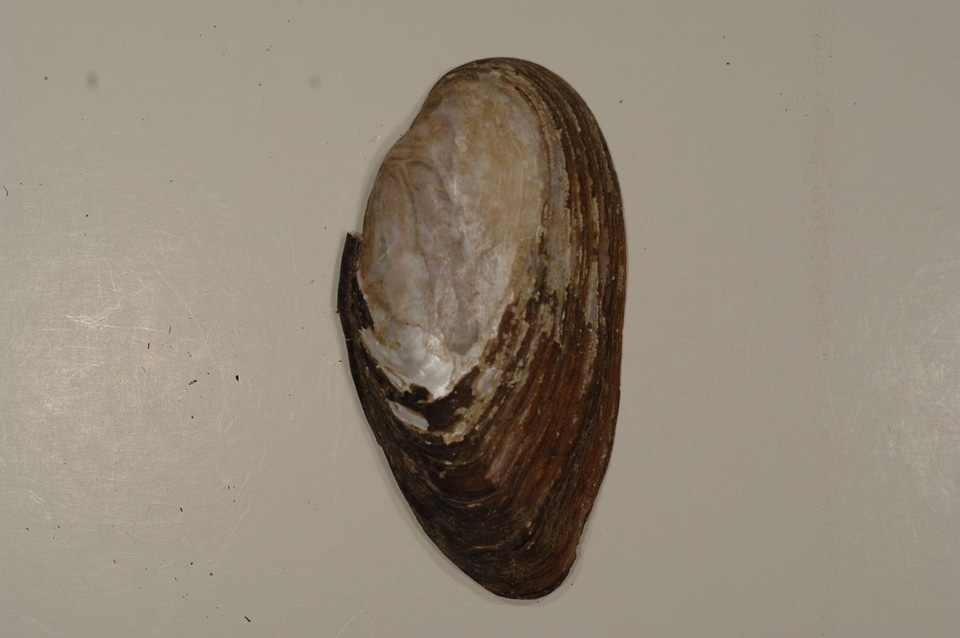Elliptio dilatata (outside)
