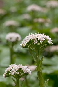 Arctic sweet coltsfoot 