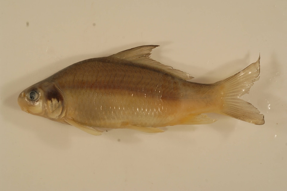 Carpiodes carpio-1