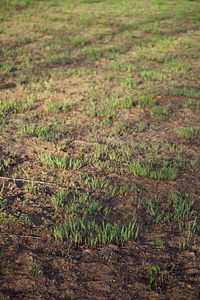 Prescribed burn regrowth of Big Bluestem grasses-1