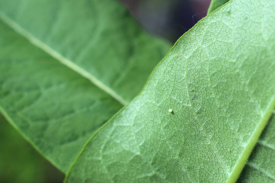 Monarch Egg on Common milkweed