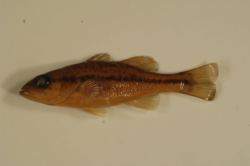 Micropterus salmoides-1