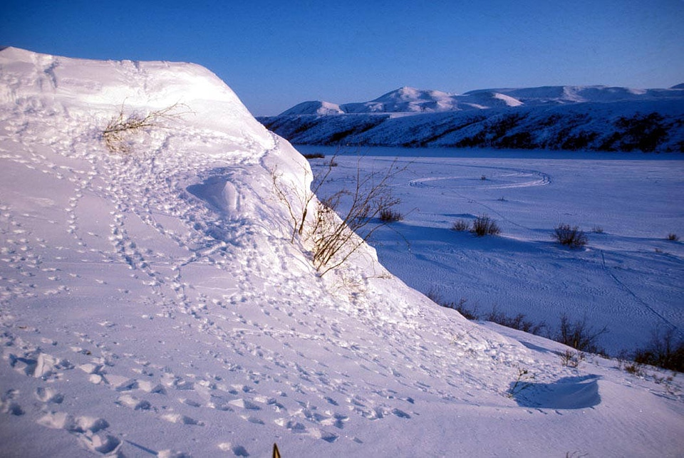 Noatka River Tracks in Snow