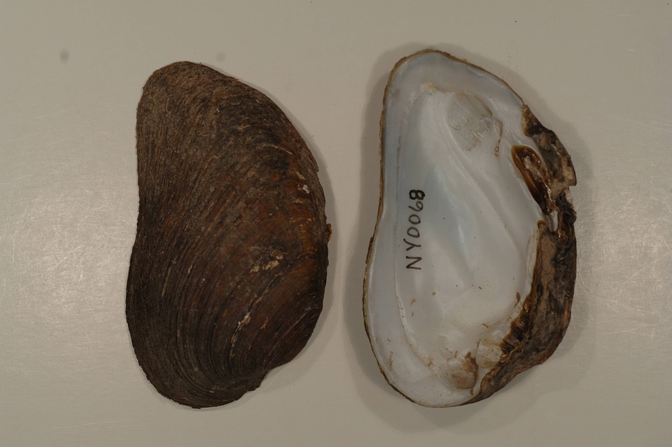 Ptychobranchus fasciolaris-1