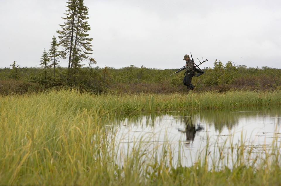 Hunter on wetlands