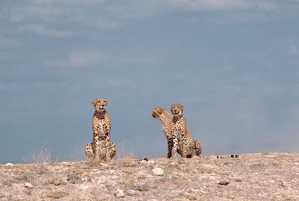Three cheetahs sitting photo