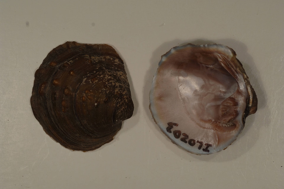 Cyclonaias tuberculata-1