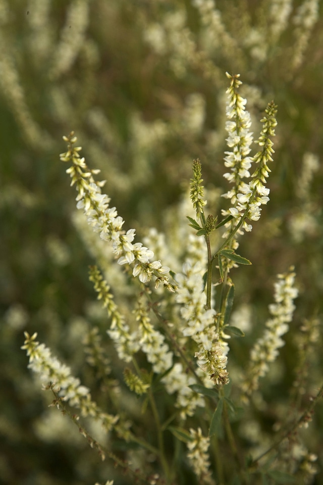 White sweet clover at Tetlin National Wildlife Refuge-2