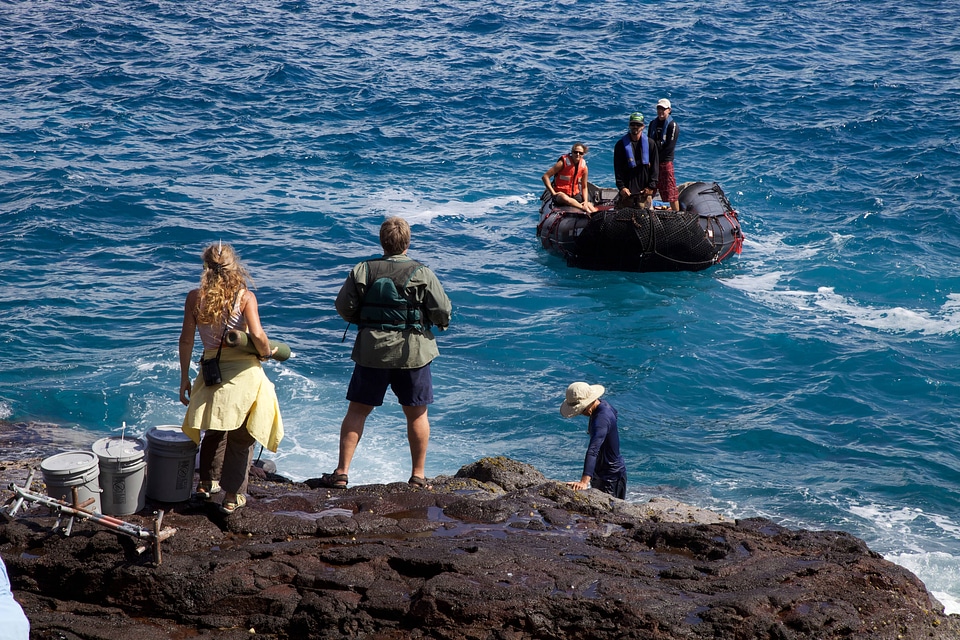 Nihoa Millerbird Translocation-1