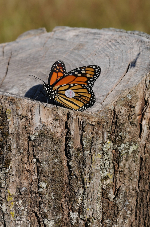 Monarch butterfly-1