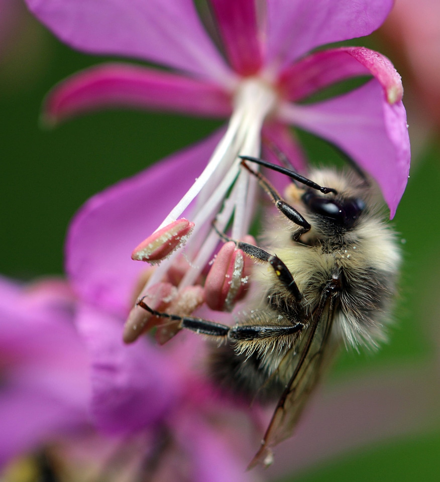Fuzzy-horned bumblebee on flower-1
