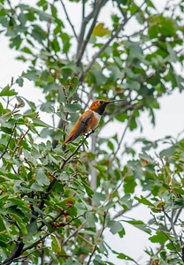 Female Rufous hummingbird on twig-1