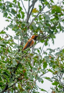 Female Rufous hummingbird on twig-1 photo