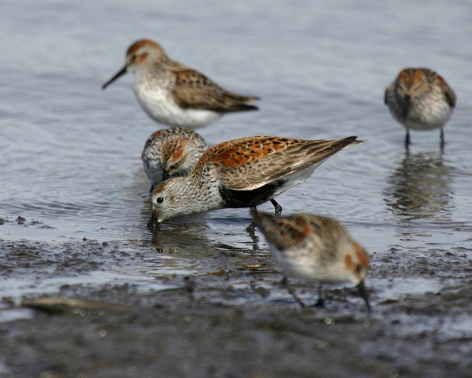 Dunlin and Western Sandpipers