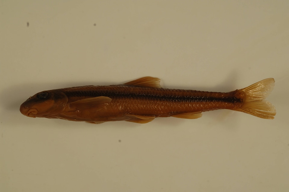 Phenacobius uranops
