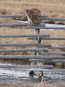 Juvenille Mountain lions
