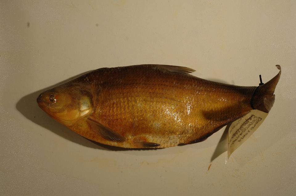 Dorosoma cepedianum-2