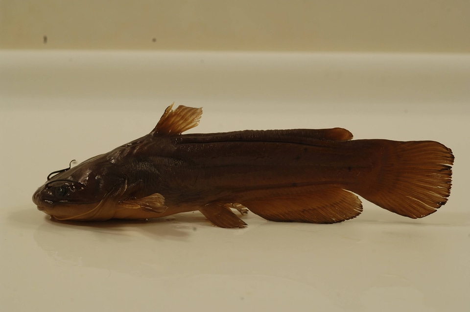 Ameiurus natalis-1