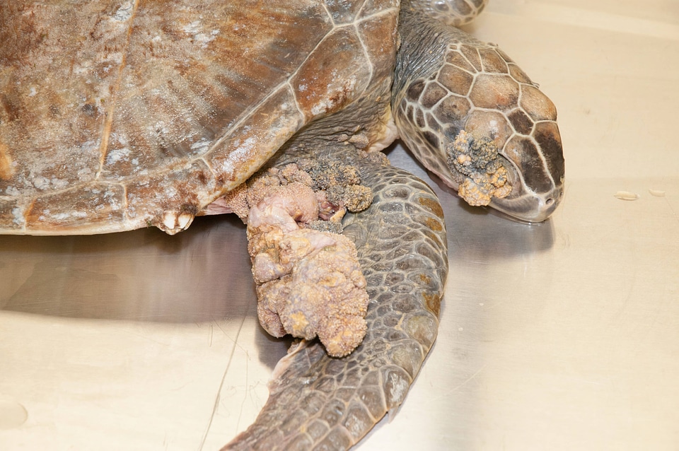 Marine Mammal Stranding Course at NCTC-1