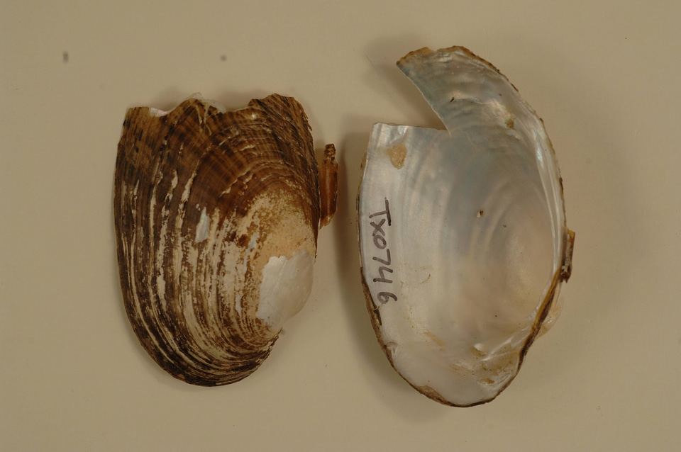 Lampsilis bracteata-2