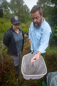 Biologists net a Panama City crayfish-1