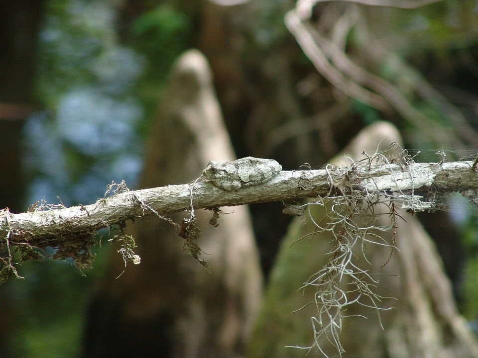Camouflaged Gray tree frog