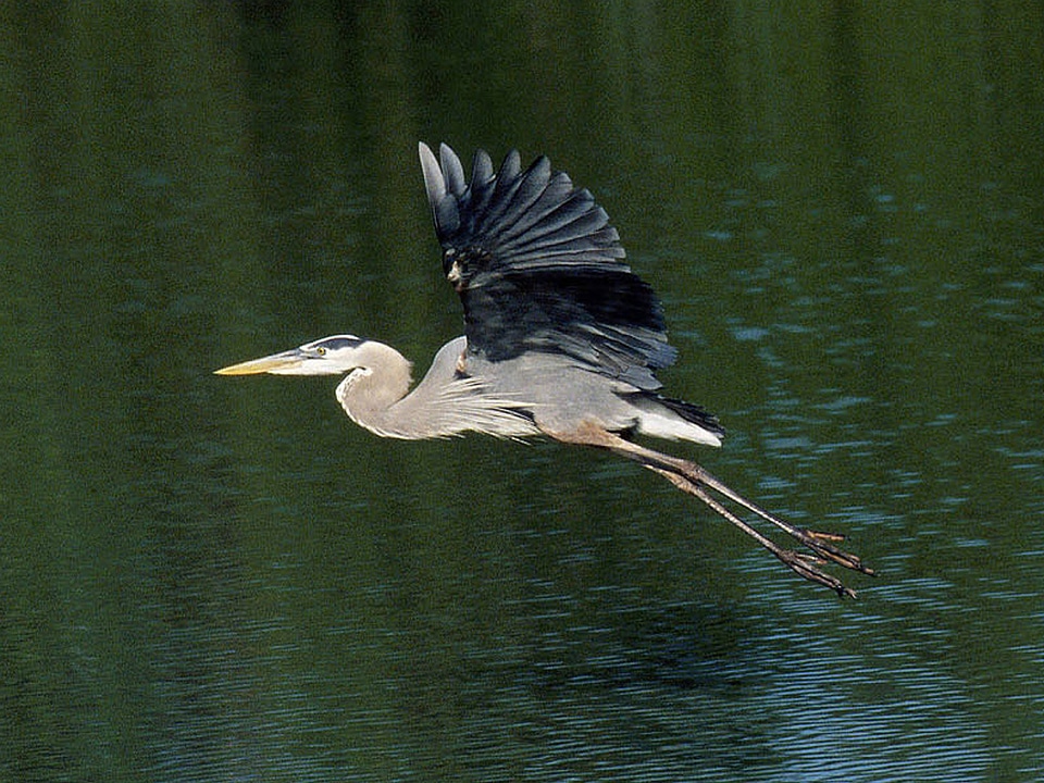 Great Blue Heron-2