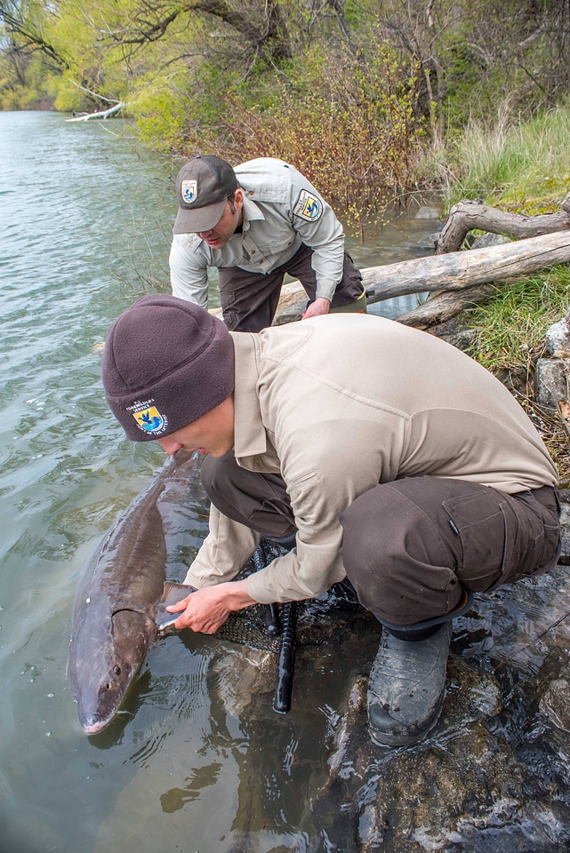USFWS Fisheries workers prepare to release Lake sturgeon-1