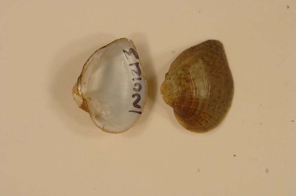 Truncilla truncata-1