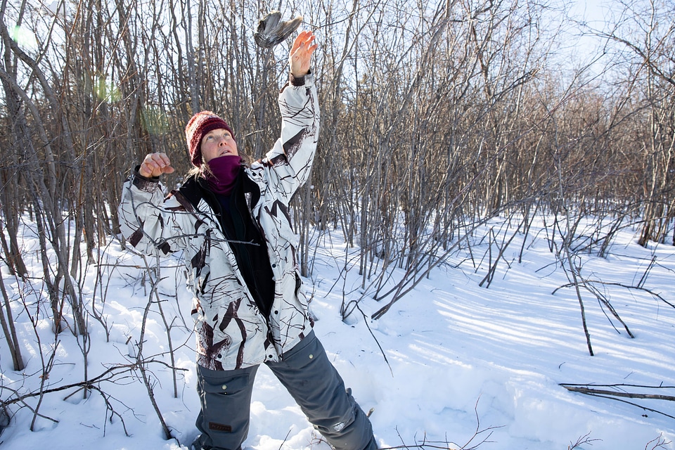 Visual lures used to trap wild lynx