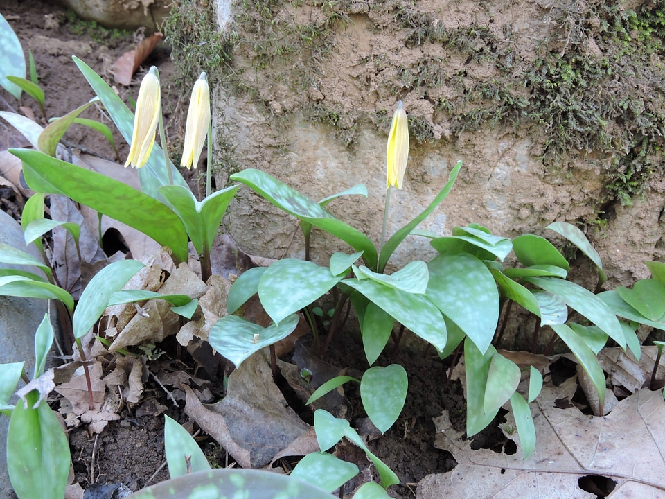 Yellow Trout lily photo