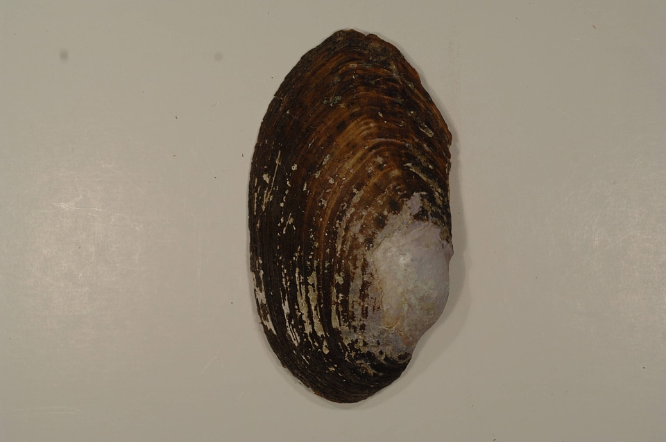 Ortmanniana pectorosa (outside)