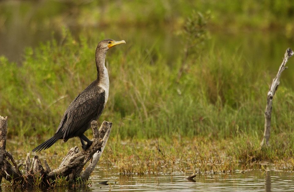 Double-crested Cormorant-1