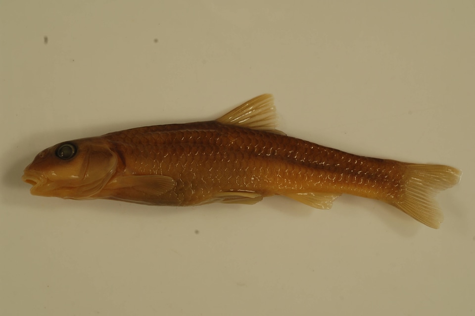 Nocomis micropogon-1