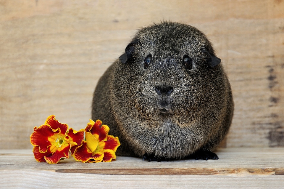 Rodent lemonagouti smooth hair
