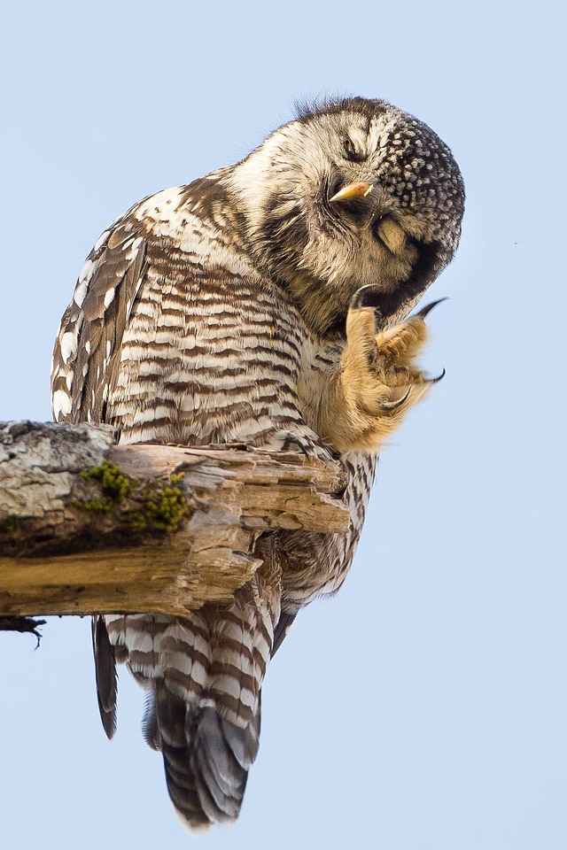 Northern Hawk Owl