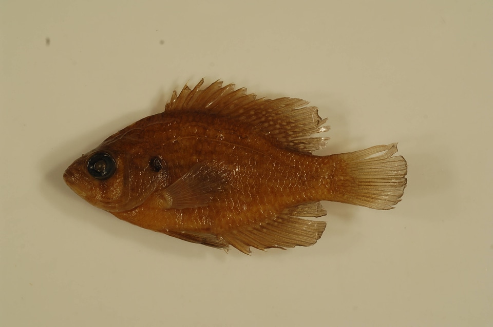 Enneacanthus gloriosus-2
