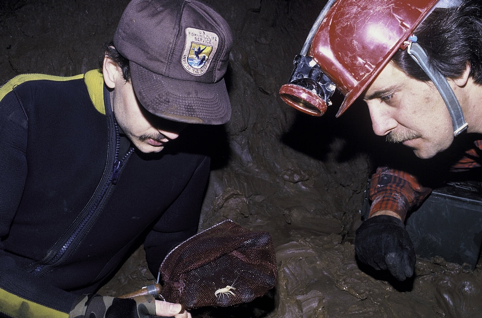 FWS Employees Exploring for Blind Cave Crawfish.